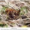 boloria dia male1 elburgan